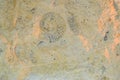 fossil trilobite imprint in the sediment. 3.6 Billion Year old Trilobite Royalty Free Stock Photo