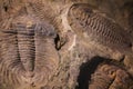 fossil trilobite imprint in the sediment Royalty Free Stock Photo