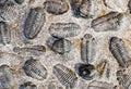 fossil trilobite imprint in stone Royalty Free Stock Photo