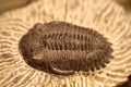 Fossil of Trilobite