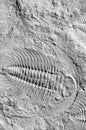 Fossil trilobites