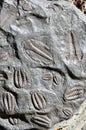 Fossil trilobites