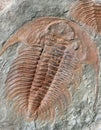 Fossil of a trilobites from the early ordovician period Royalty Free Stock Photo