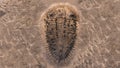 Fossil trilobites imprinted in the sediment. 4 Billion Year old Trilobite Royalty Free Stock Photo