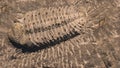 Fossil trilobites imprinted in the sediment. 4 Billion Year old Trilobite Royalty Free Stock Photo