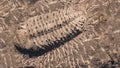 Fossil trilobites imprinted in the sediment. 4 Billion Year old Trilobite Royalty Free Stock Photo