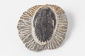 Fossil Trilobites on white background