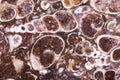Fossil turritella agate slab Royalty Free Stock Photo