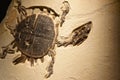 Fossil turtle from prehistoric seas Royalty Free Stock Photo