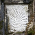 Fossil of unidentified plant on a large rock in the english fores