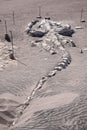 Fossil Whale Skeleton