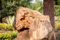 Fossil Wood,Million of years old tree form stone under soil with hot and pressure,process of permineralization,Bolpur India