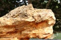 Fossil wood,Petrified wood are fossils of wood that have turned to stone through the process of permineralization,Million of years