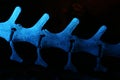 Fossile Backbone Royalty Free Stock Photo