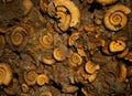 The fossiles of Ammonites in rock