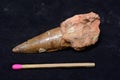 Fossilised spinosaurus tooth