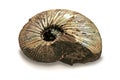 fossilized ammonite Royalty Free Stock Photo