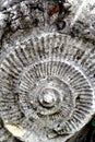 Fossilized ammonite