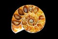 Fossilized ammonite on a black background Royalty Free Stock Photo