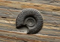 A fossilized ammonite embedded in layered rock, exhibiting its characteristic spiral shell with Royalty Free Stock Photo