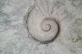 a fossilized ammonite embedded in a rough, textured stone surface, displaying its distinct spiral pattern