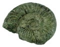 Fossilized ammonite isolated on white background and clipping path Royalty Free Stock Photo