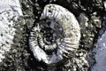 A fossilized ammonite in a limestone
