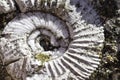 A fossilized ammonite in a limestone