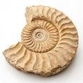 Fossilized Ammonite Shell isolated on white background