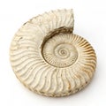Fossilized Ammonite Shell isolated on white background