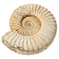 Fossilized ammonite shell