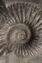 Fossilized ammonite shell, saligram stone Royalty Free Stock Photo