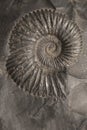 Fossilized ammonite shell, saligram stone