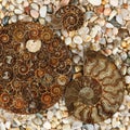 Fossilized Ammonites - ancient molluscs of the order cephalopods