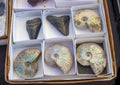 Fossilized ancient nautilus shells and giant sharkÃ¢â¬â¢s teeth for sale in boxes on a table