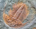 Fossilized animal - trilobite fossill