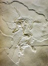 Fossilized archaeopteryx imprint in stone