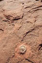 Fossilized dinosaur eggs, AZ, US