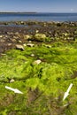 Fossilized dinosaur footprint at beach, Scotland