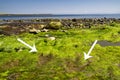 Fossilized dinosaur footprint at beach, Scotland