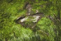 Fossilized dinosaur footprint at beach