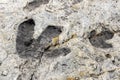 Fossilized dinosaur tracks