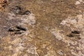 Fossilized dinosaur tracks at Torotoro, Bolivia.