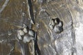 Fossilized dog prints frozen in concrete close-up