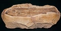 Fossilized fish