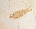 Fossilized Fish