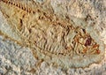 A fossilized fish