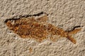 Fossilized Fish Skeleton Royalty Free Stock Photo