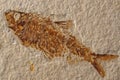 Fossilized Fish Skeleton Royalty Free Stock Photo