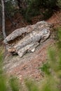 Fossilized Forest of Lefkimi and Fylakto Evros Greece is the oldest fossil forest formed due to volcanic activity Royalty Free Stock Photo